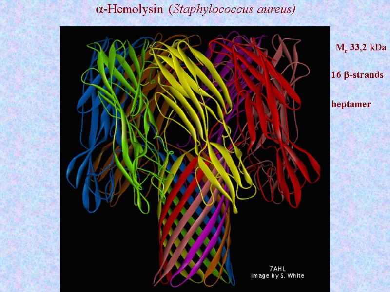 Mr 33,2 kDa  a-Hemolysin (Staphylococcus aureus)  16 b-strands  heptamer